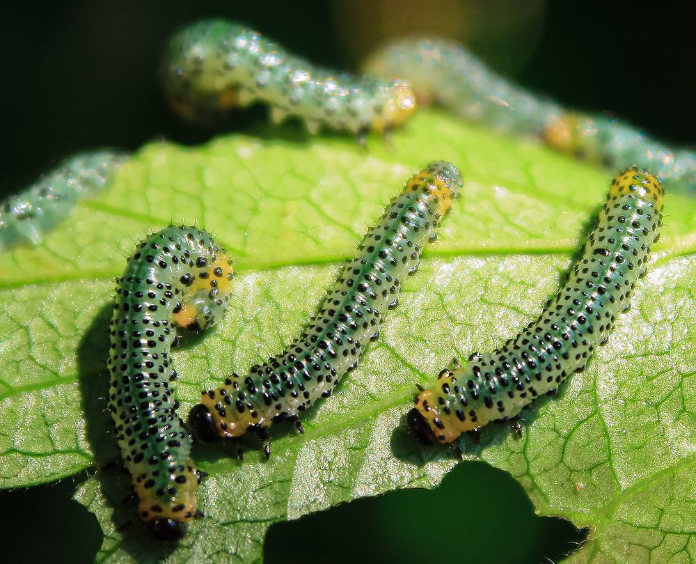 Photograph by Евгений Гонтов