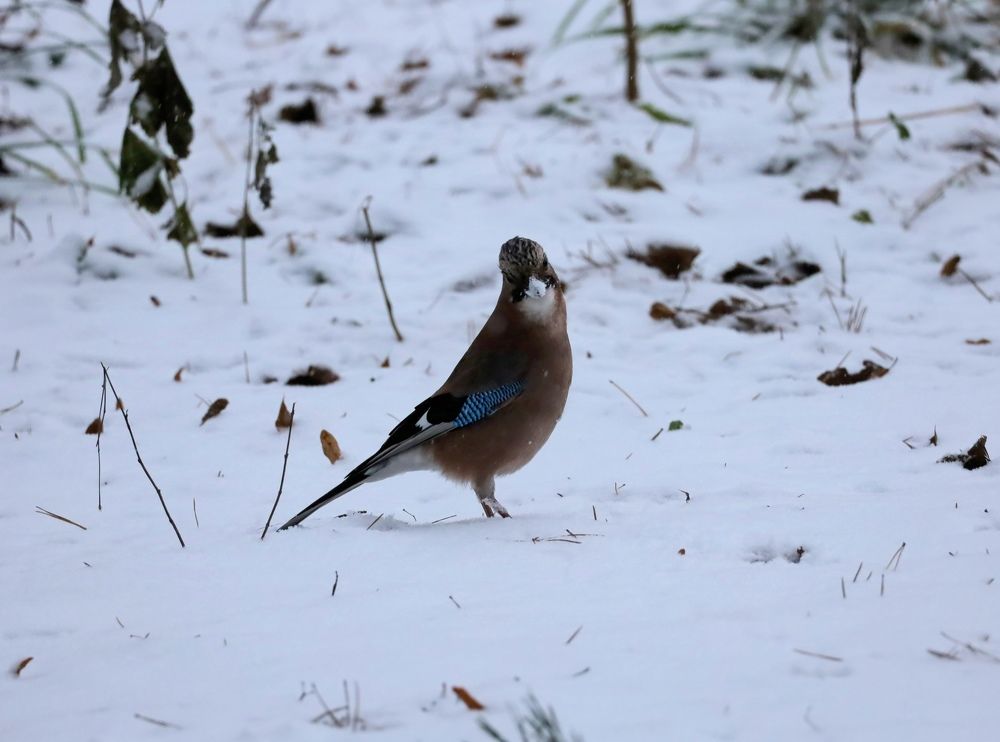 Фотография автора Pavel Cof