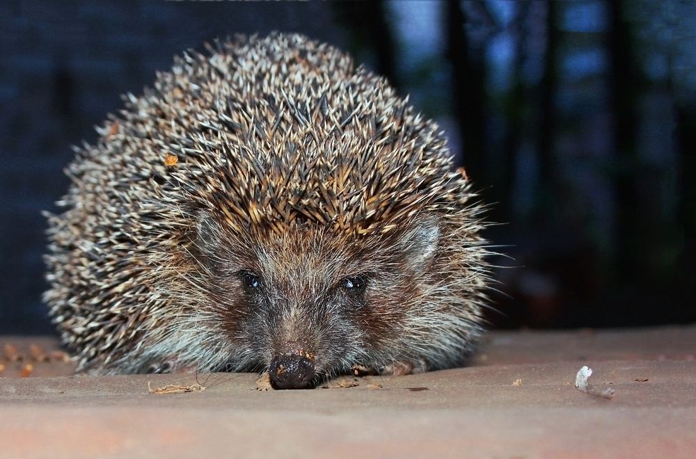 Photograph by Заболотская Ольга