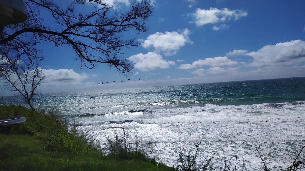 Птицы над штормящим морем