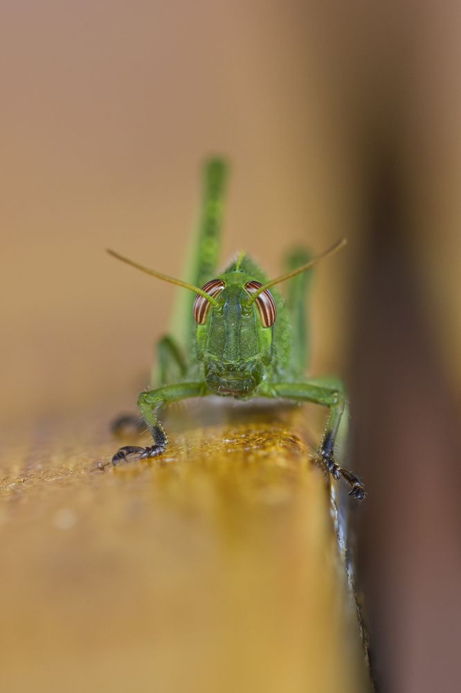 Photograph by Camilla Zocchi