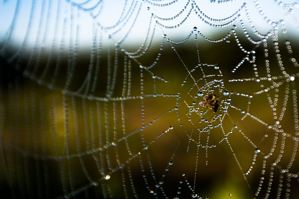 Photograph by Анастасия Кобелева