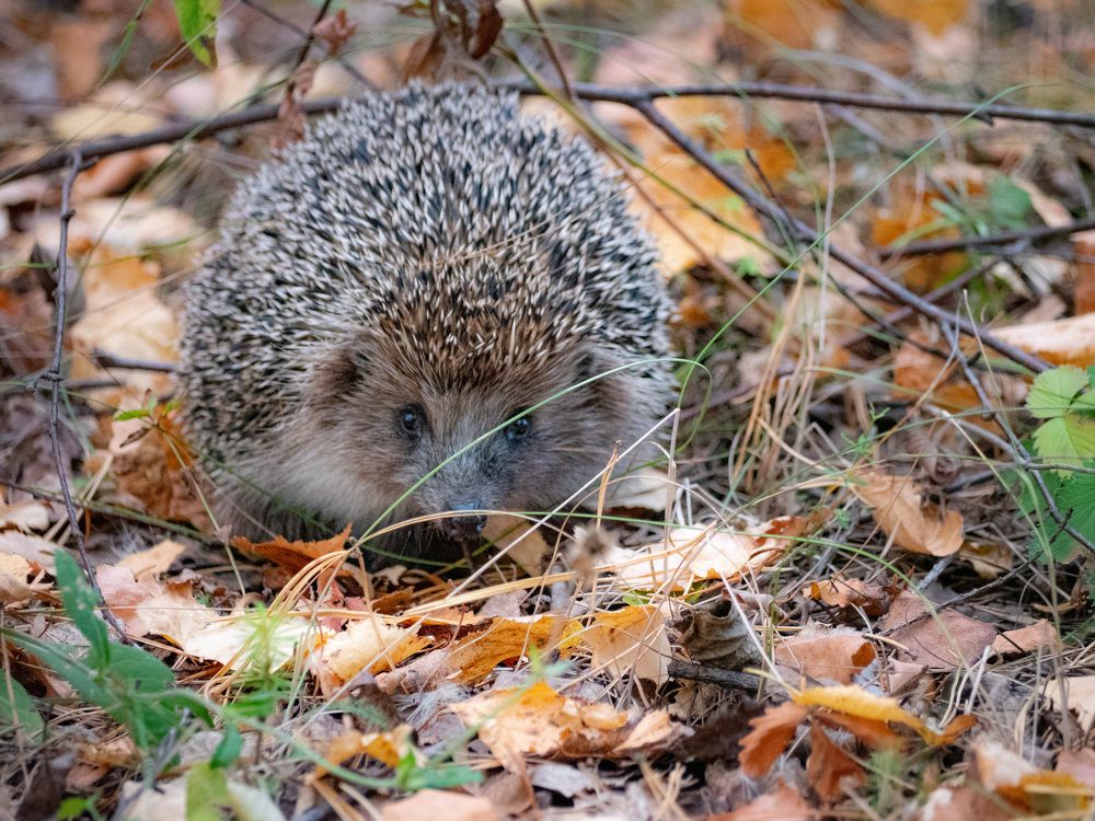Photograph by Сергей Забиякин