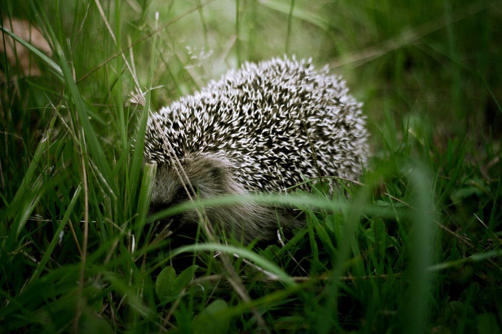 Photograph by Анастасия Кобелева