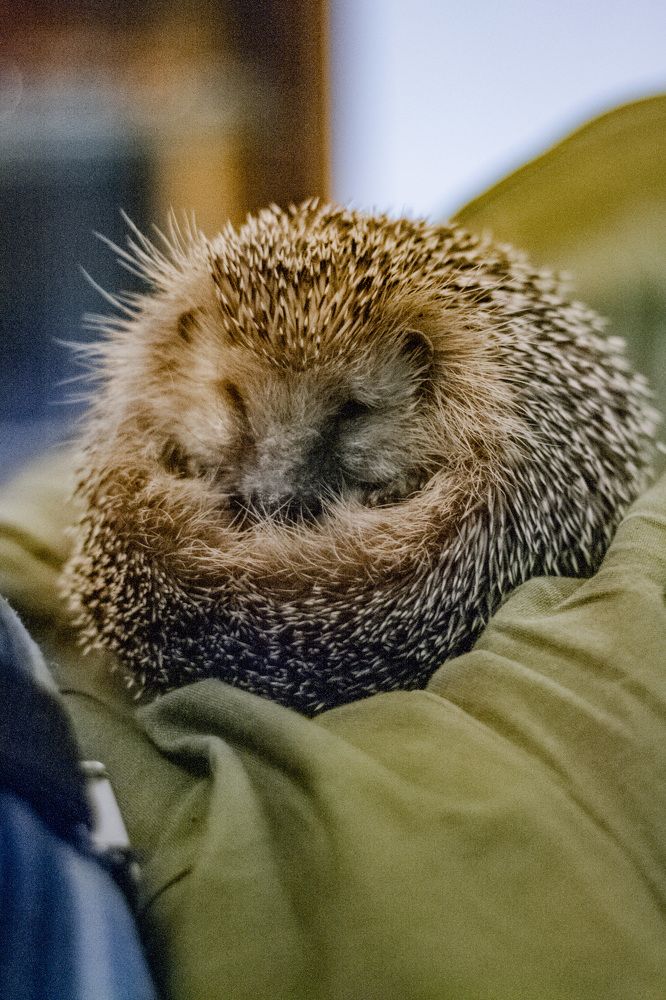 Photograph by Анастасия Кобелева