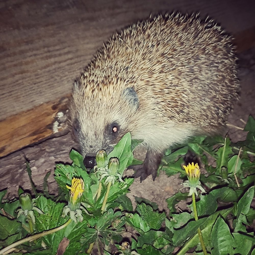 Photograph by Сергей Забиякин