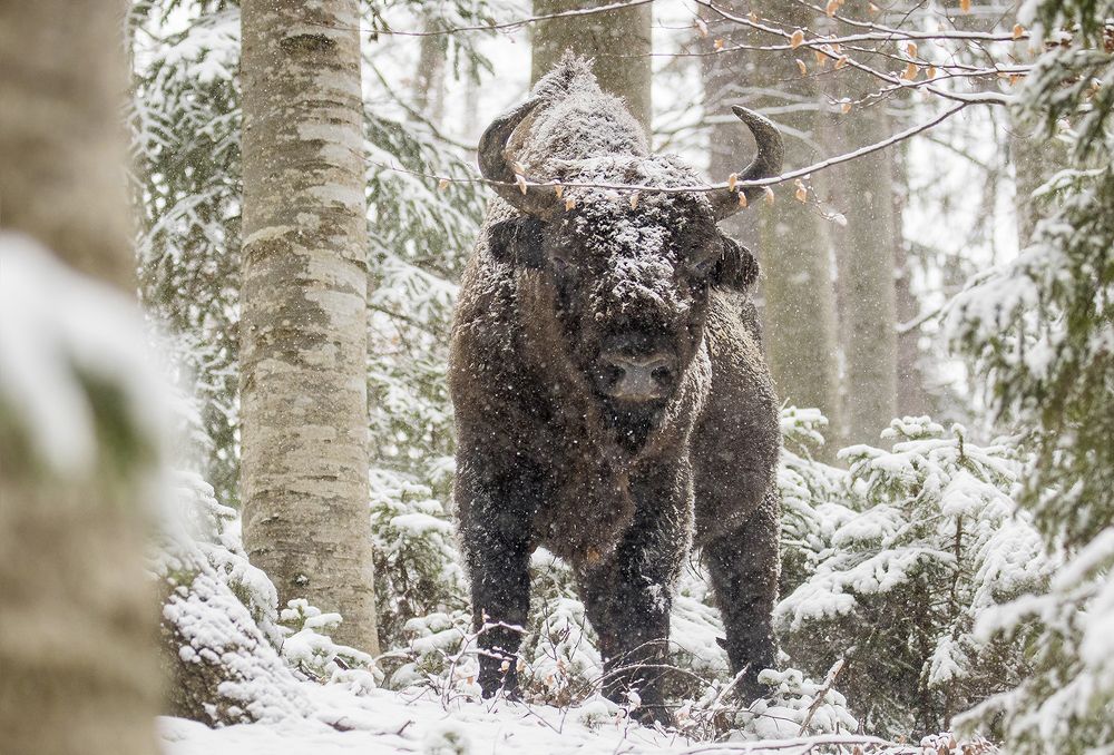 Фотография автора Dian Balan