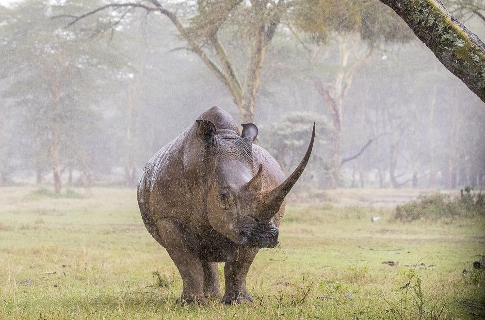 Фотография автора Dian Balan