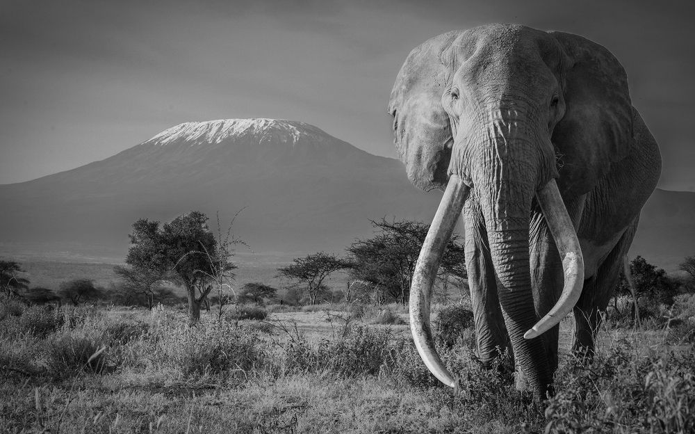 THE OLD MAN AND THE MOUNTAIN