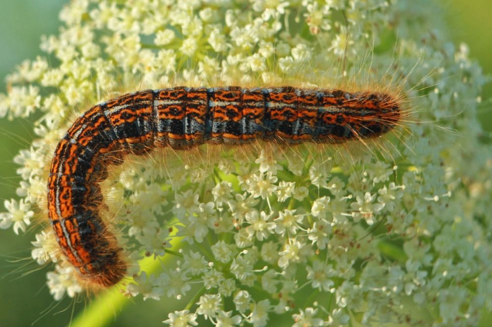 Photograph by Владимир Борозенец