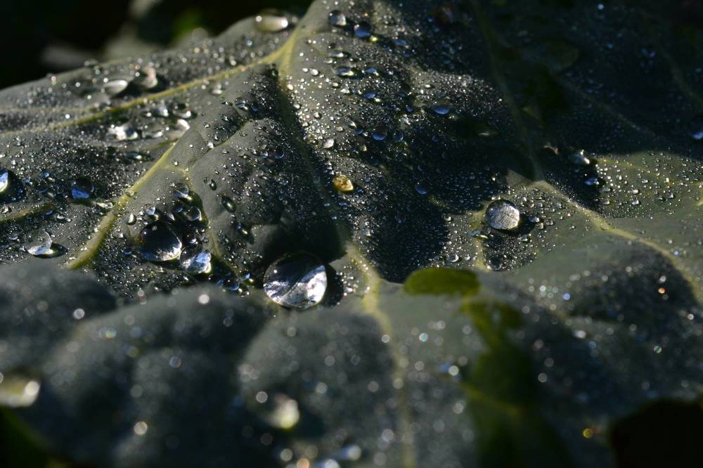 Photograph by Юлия Локалова