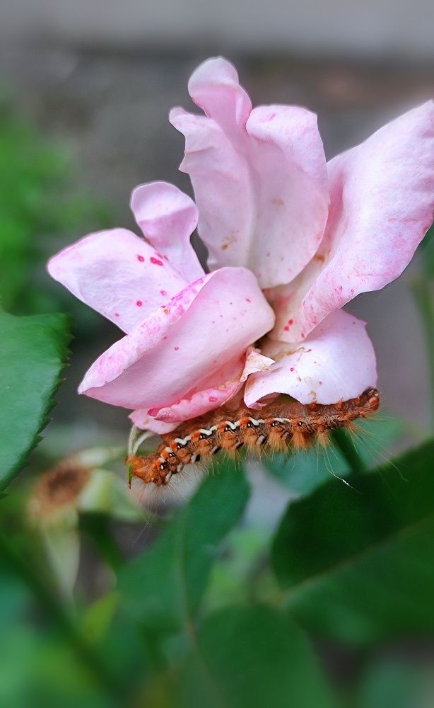 Photograph by Алла Холодова