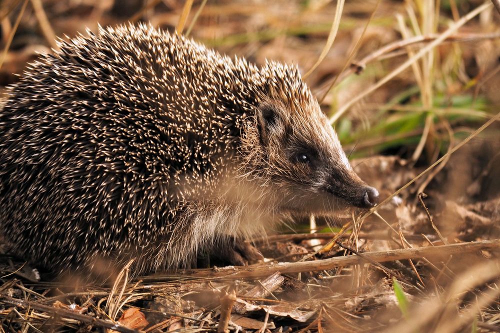 Photograph by Vitalijs Kopa