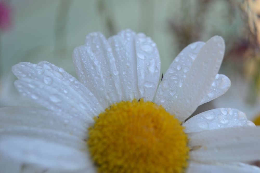 Photograph by Юлия Локалова