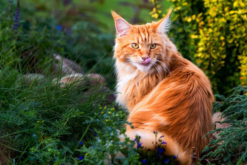 Photograph by Людмила Ковалева