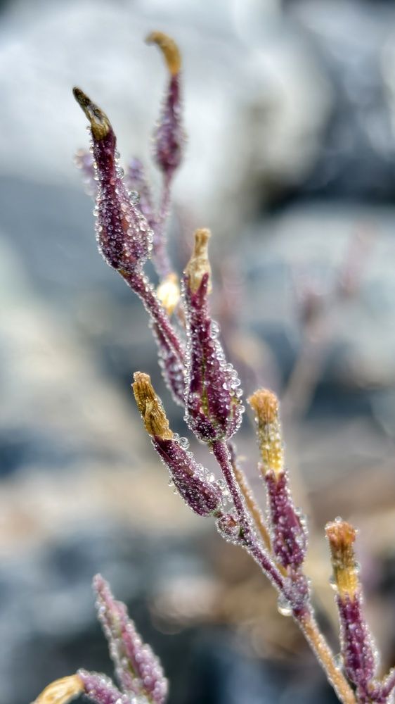 Фотография автора Светлана Зимина