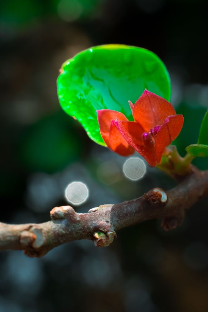 Photograph by OTABIT