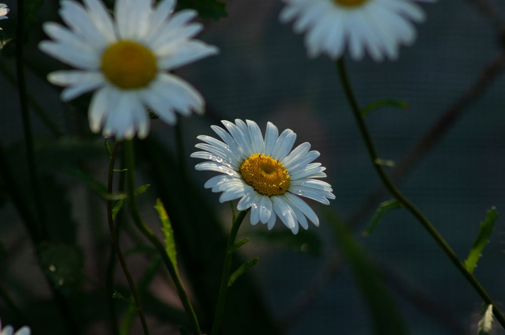 Photograph by Максим Захаров