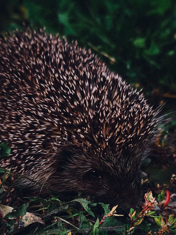 Photograph by Maria Stankevich