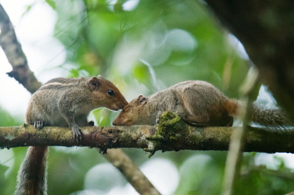 Фотография автора Brahma