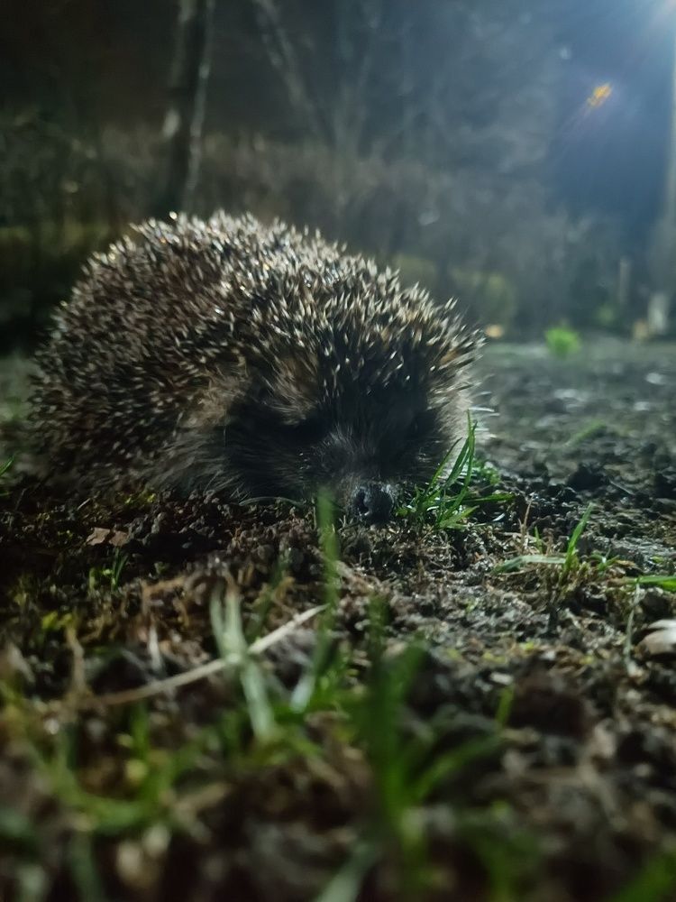 Photograph by Карина Слабкая