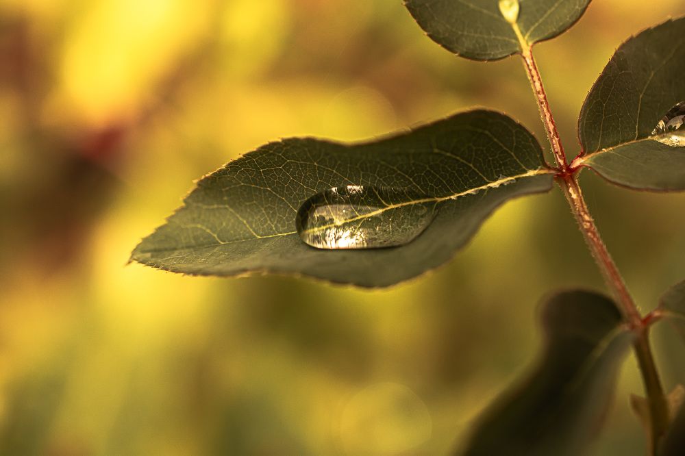 Photograph by Муза Латинская