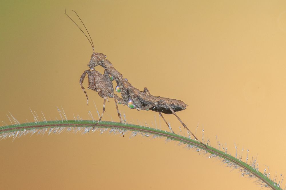 Photograph by Chamara Sulakkhana Polwatta Siriyalage