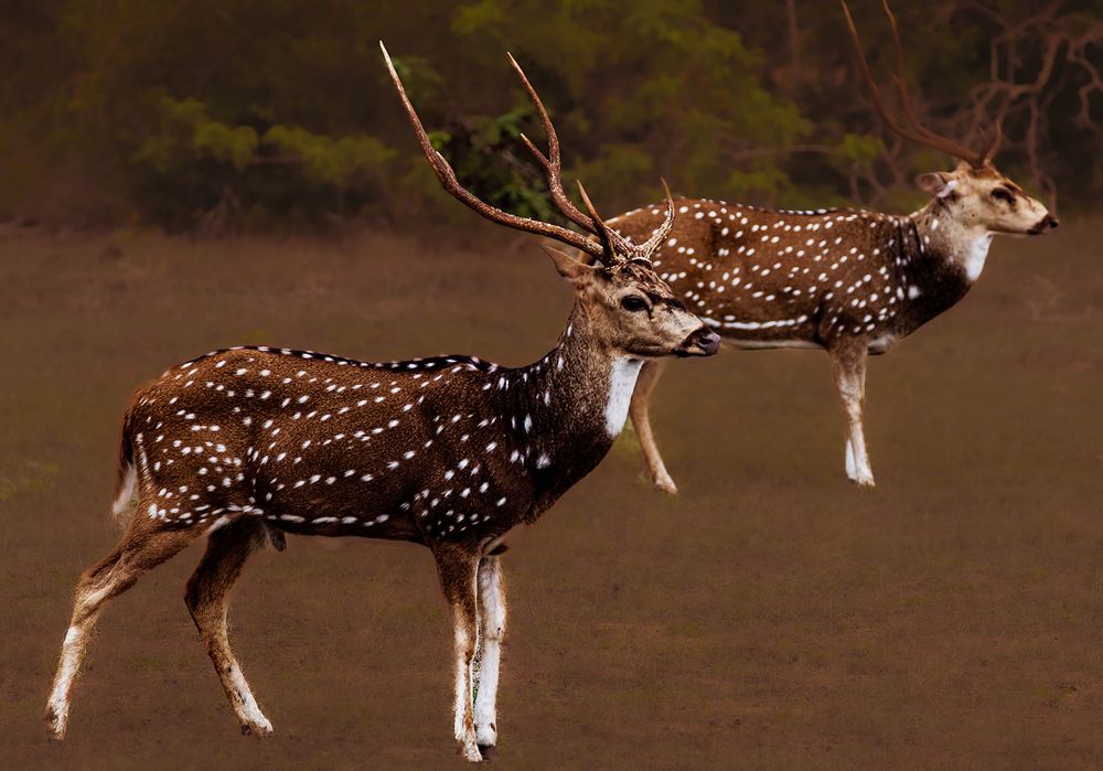 Sri Lankan Ceylon Deer