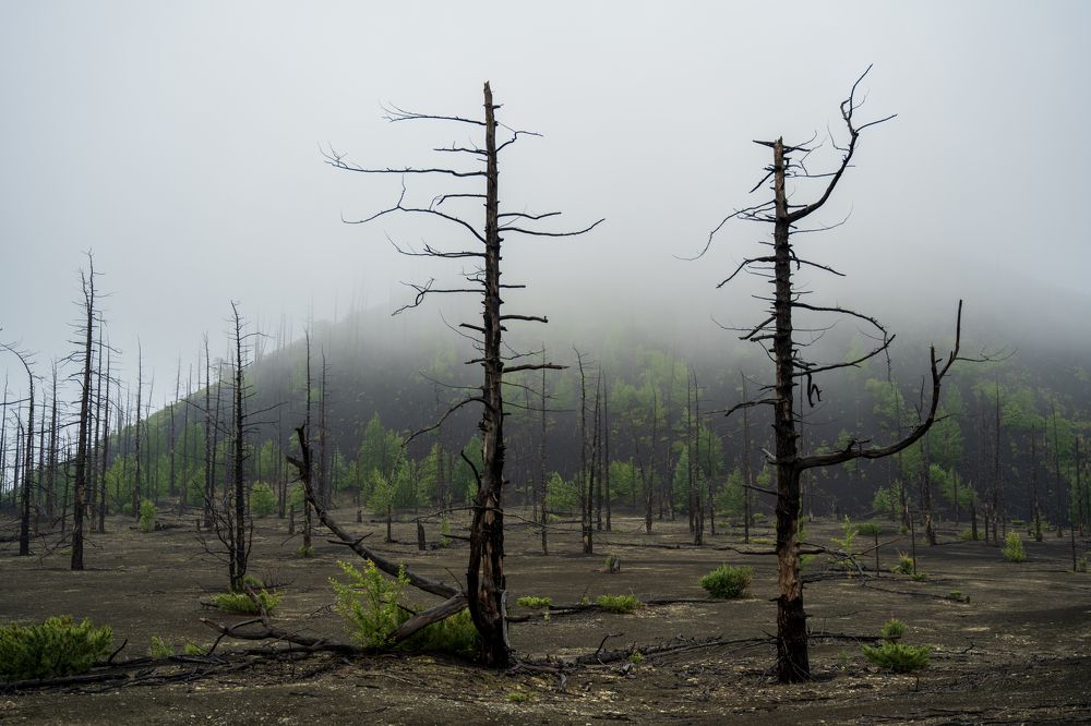 мертвый лес