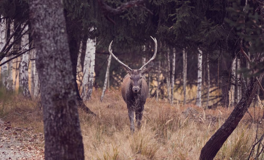 Photograph by Adrian Grigore