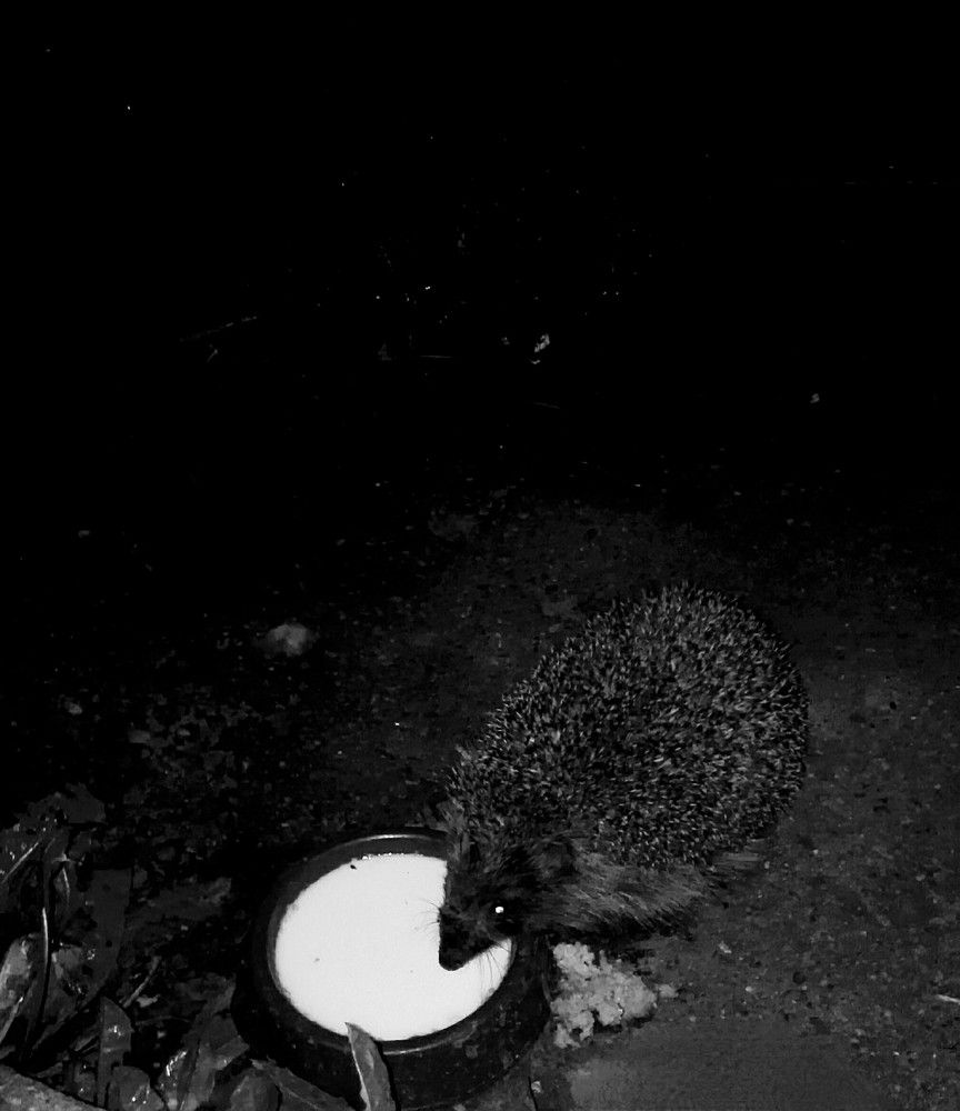 Photograph by Ия Дирко