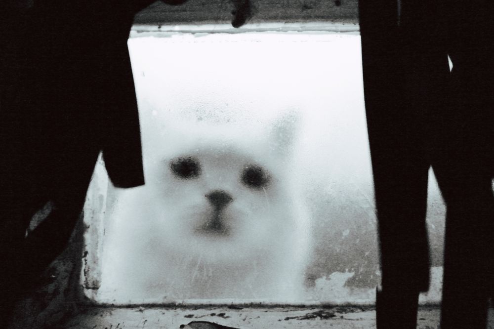 Photo #11479600