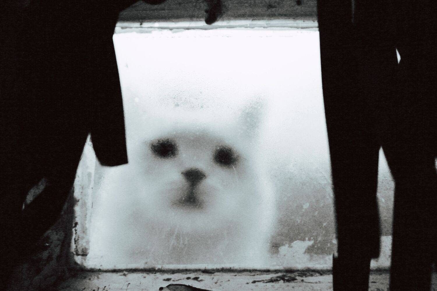 Photo #11479600