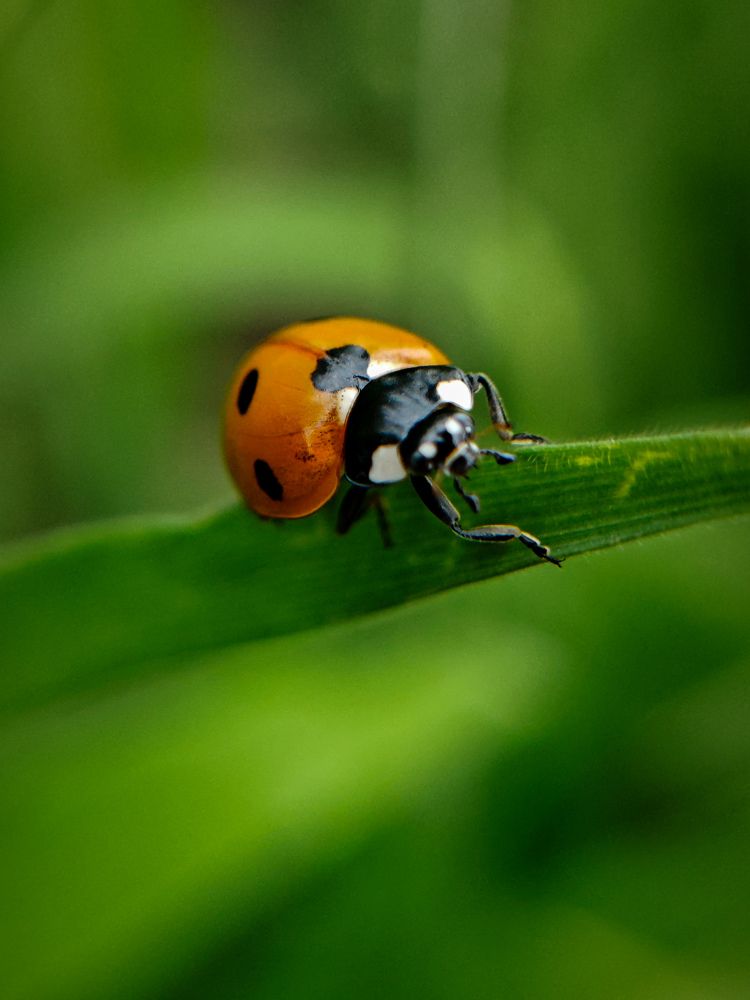 Photograph by Светлана Фоменко