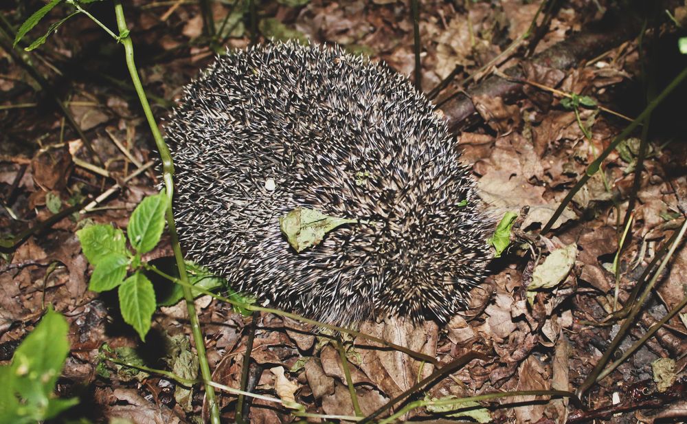 Фотография автора Василиса Новикова