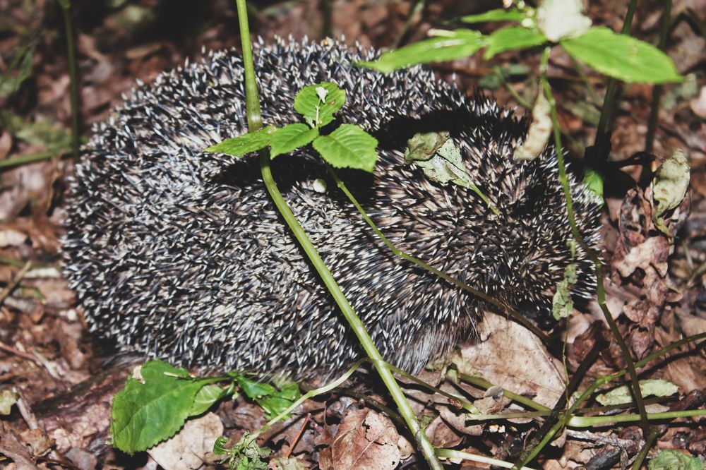 Фотография автора Василиса Новикова