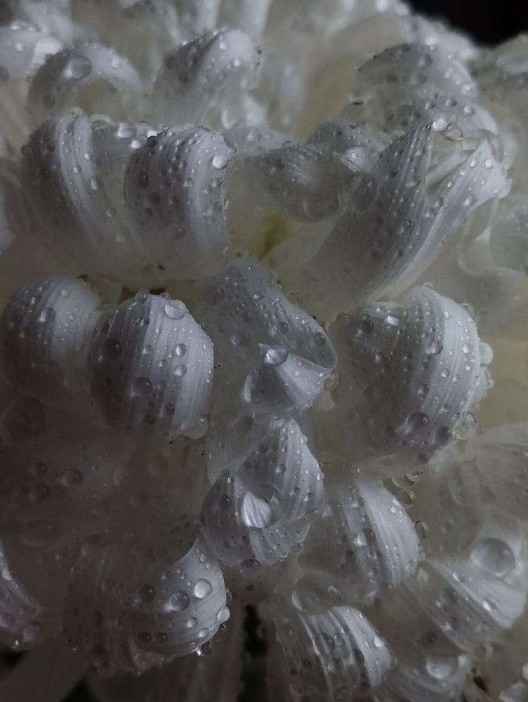 Photograph by Galina Gurskaya