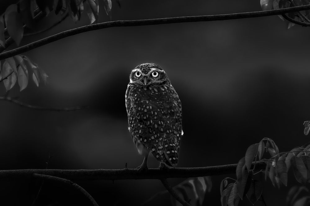 360 degree Head Turner