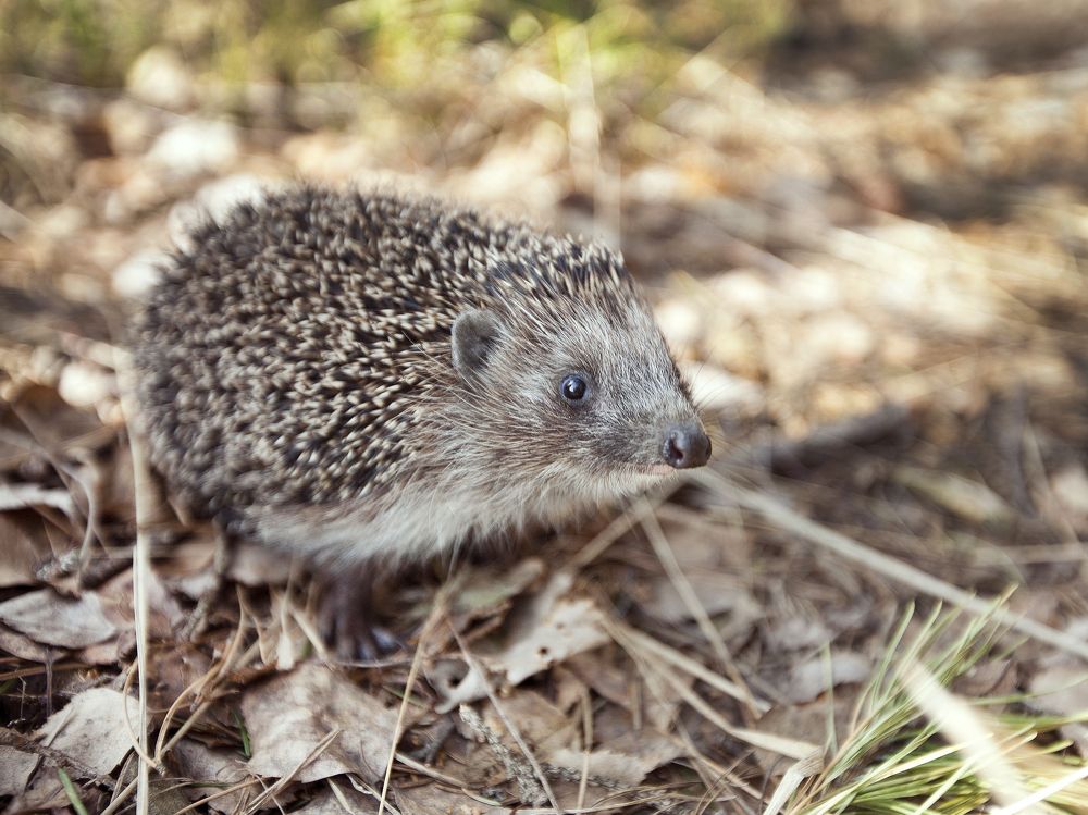 Photograph by Мария Кольцова