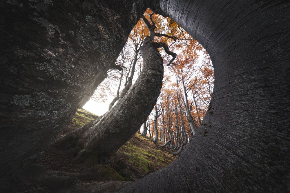 THE ANCIENT DANCE - Jacci di Verre