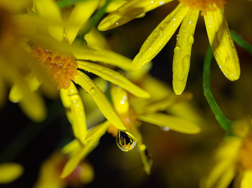 Фотография автора Ирина Гриценко