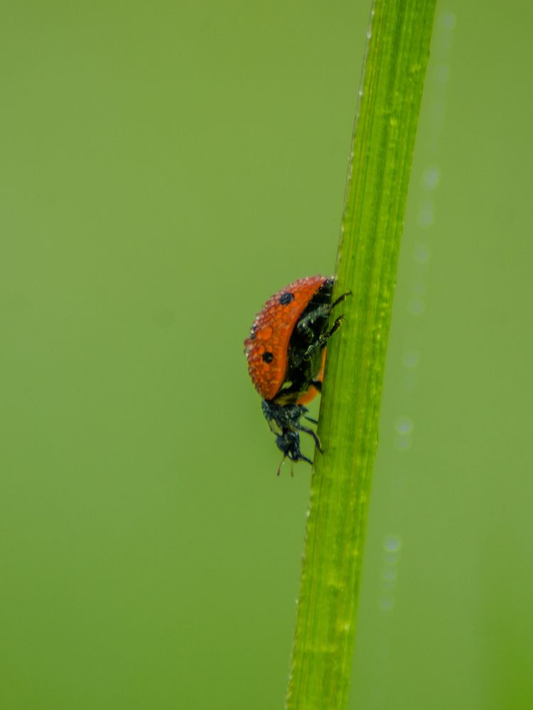 Photograph by Ольга Заповедная
