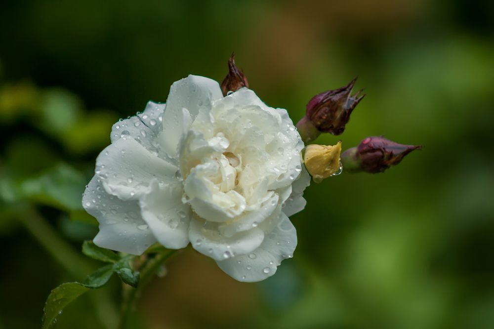 Photograph by Ольга Заповедная