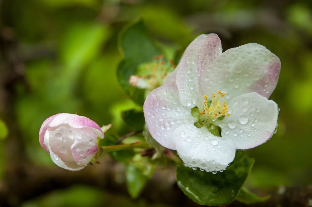 Photograph by Ольга Заповедная