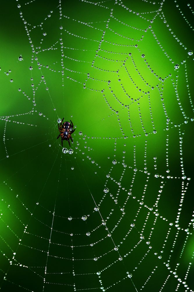 Photograph by Сергей