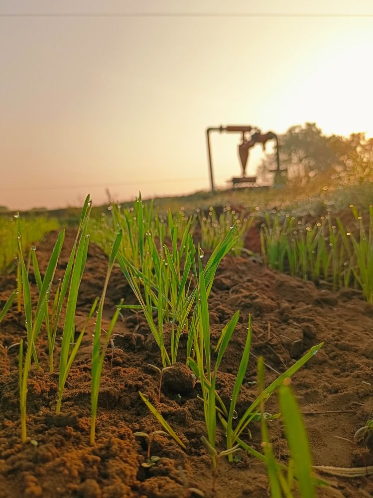 This is the golden crop, wheat.