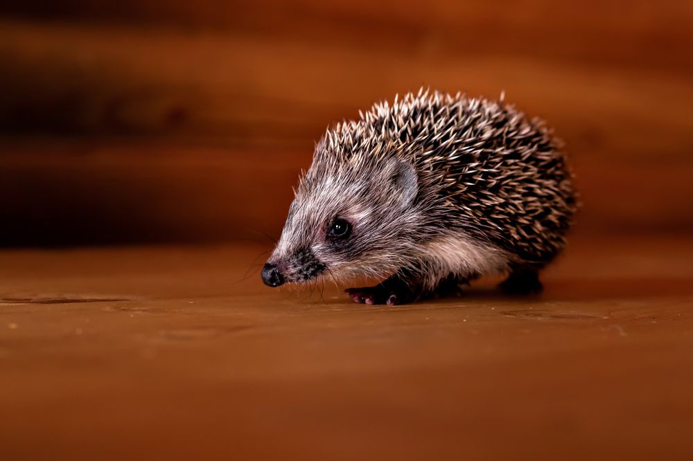 Photograph by Алёна Газукина