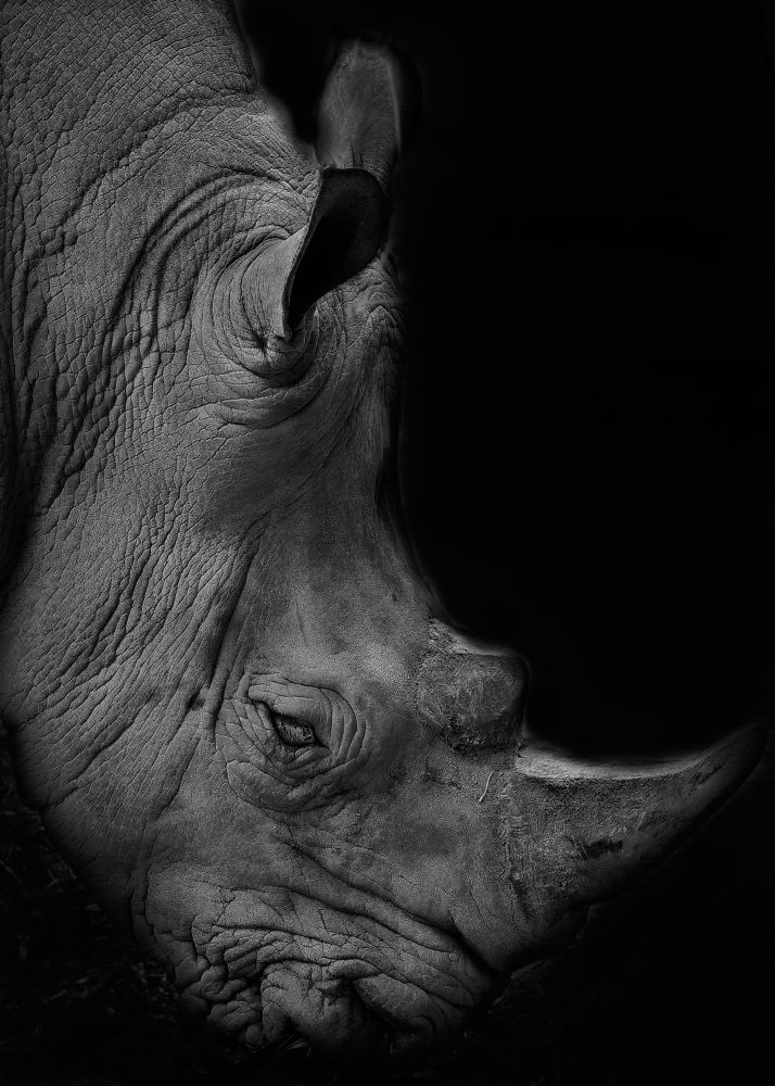 Photograph by Kaisyakuji Yushi