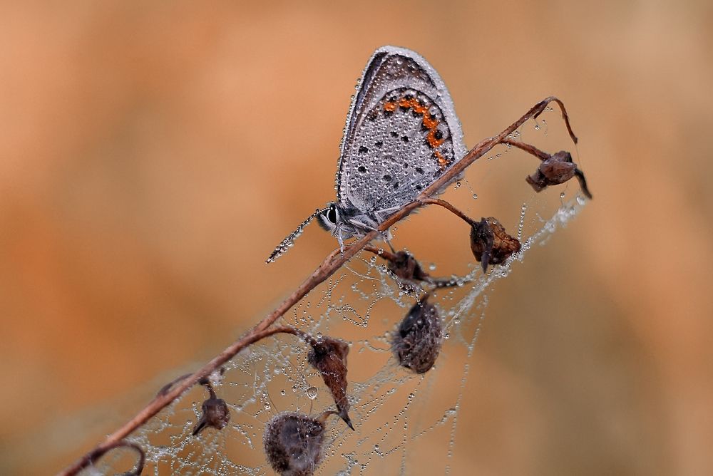 Photograph by Валерий Черняк