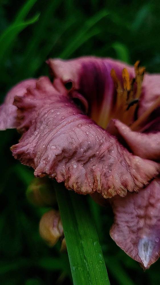 Photograph by Юлия